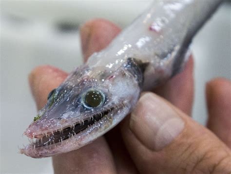 lizard fish|DFG EPA Updates ' Do Not Eat List.